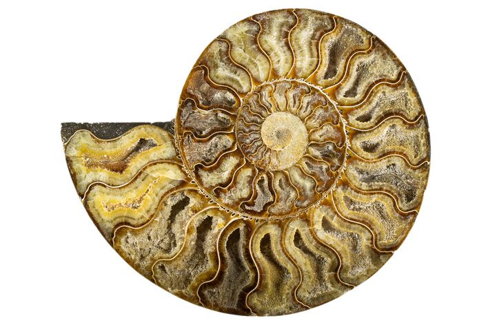 Cut & Polished Ammonite Fossil (Half) - Deep Crystal Pockets #323429
